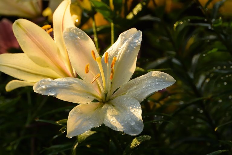 La fleur de lys histoire, signification et caractéristiques.