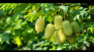 copalme d'amérique fruit comestible